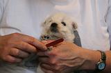GRIFFES - WESTIE 083